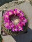 Preview: Mammillaria rubrograndis